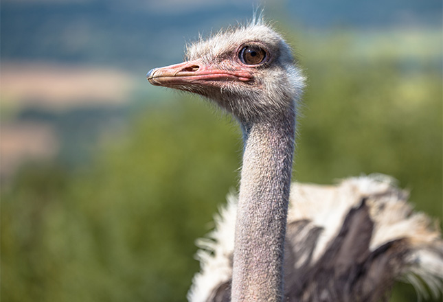 gilroy ostrich farm